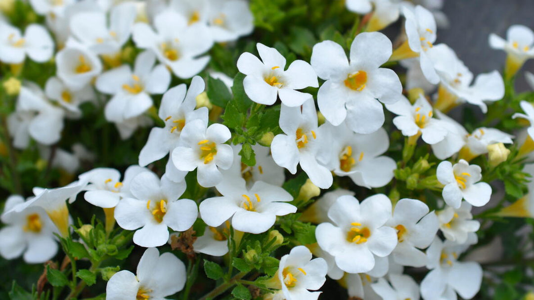 Bacopa (SALE)