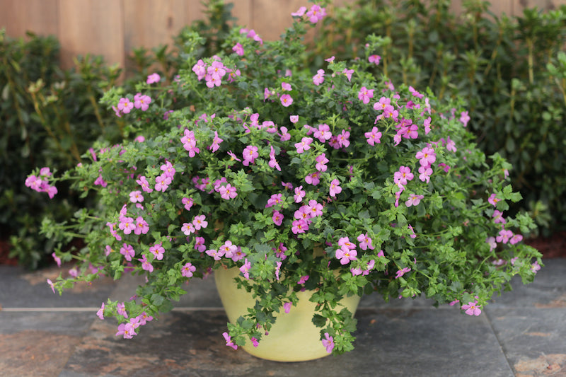 Bacopa - 6 inch - Premium