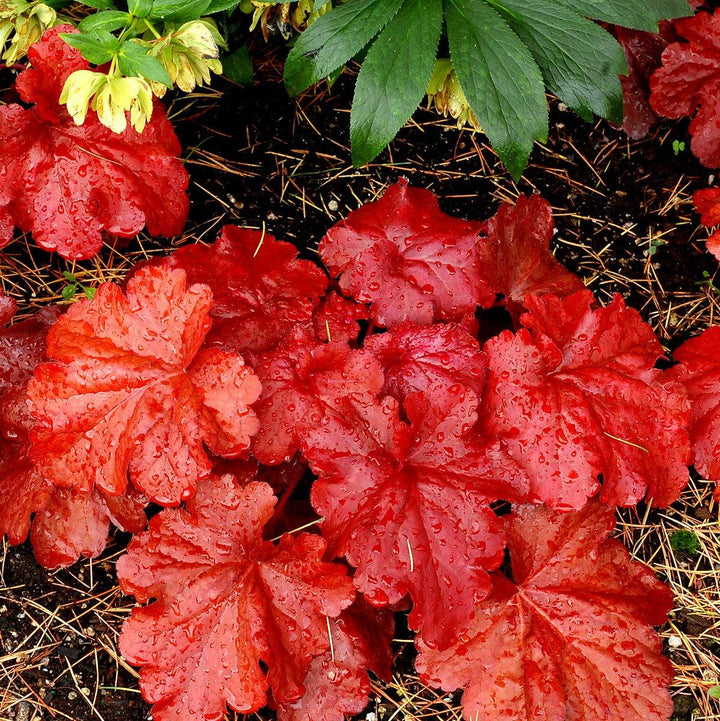 Heuchera x 'Fire Alarm' PP #24,525 ~ Monrovia® Fire Alarm Heuchera