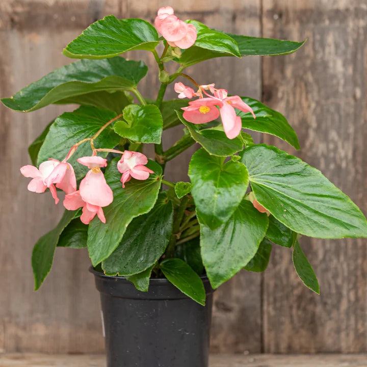 Begonia (6 inch)