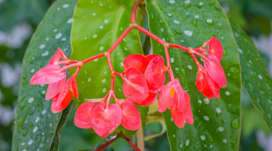 Begonia - 6 inch - FINAL SALE