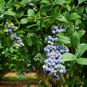 Blueberry - Climax