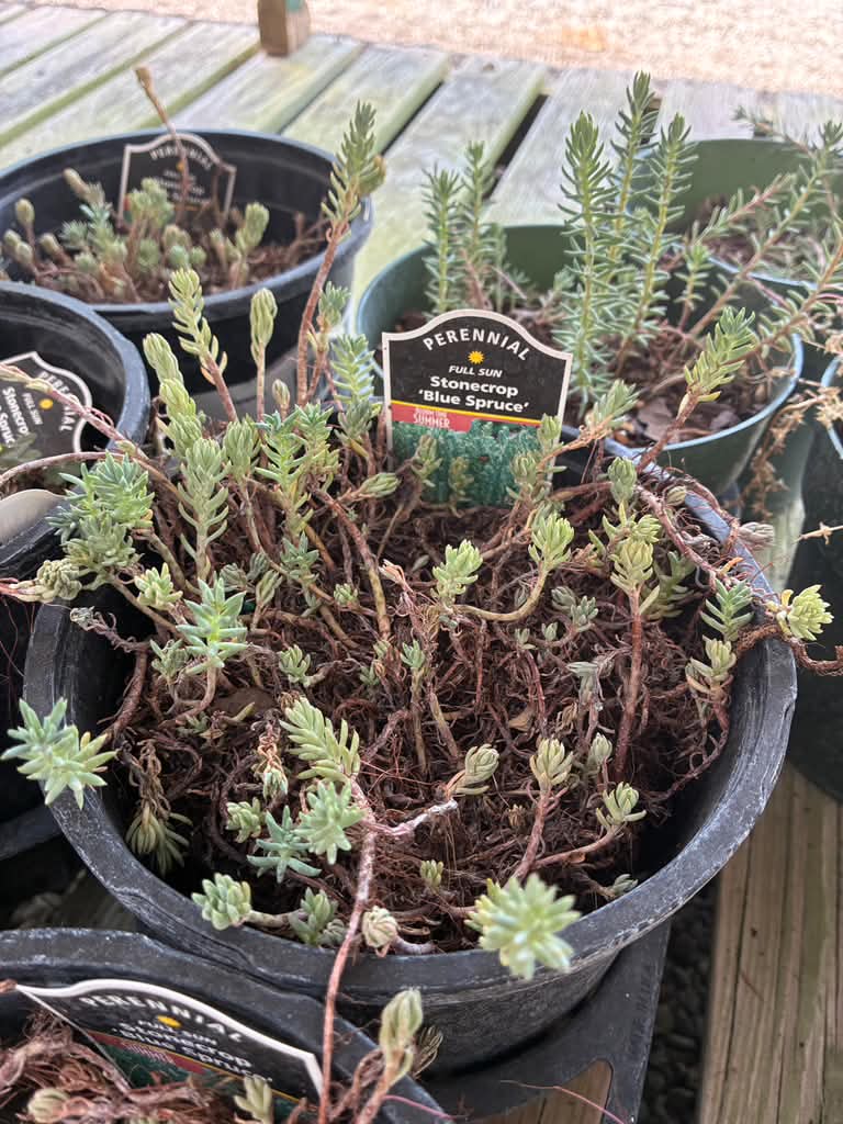 Sedum - Blue Spruce
