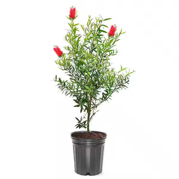 Bottle Brush Tree - 1 gallon