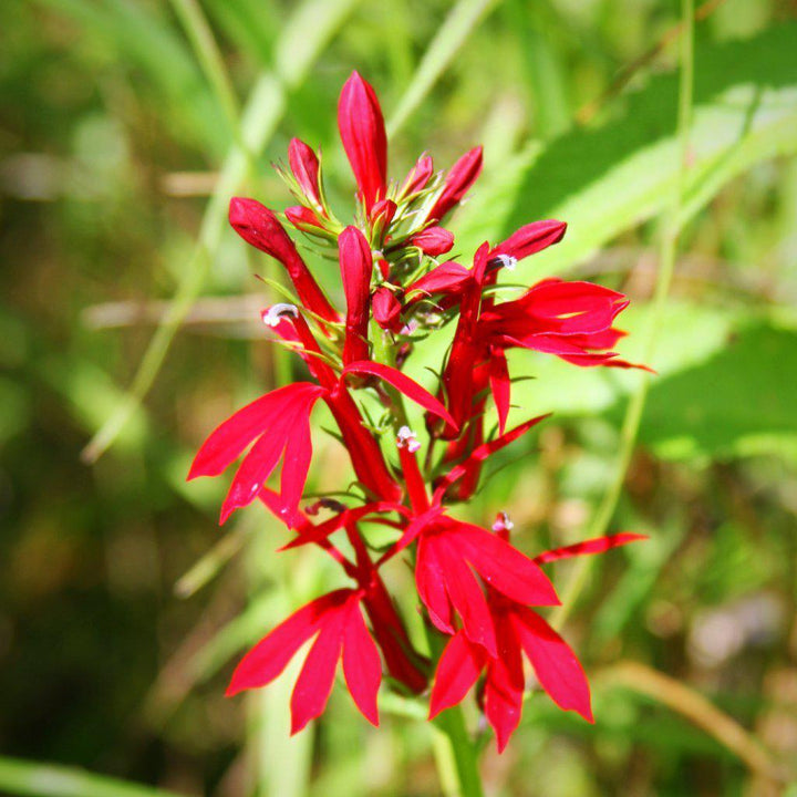 Lobelia cardinalis ~ Cardinal Flower