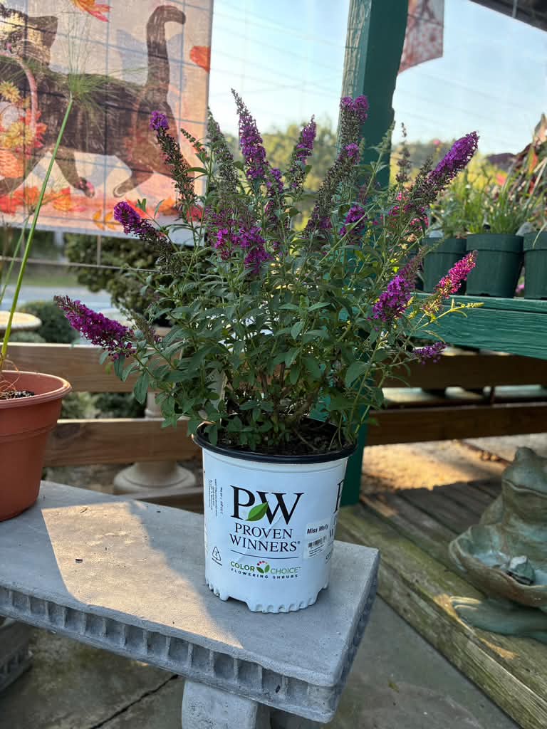 Butterfly Bush - Miss Molly
