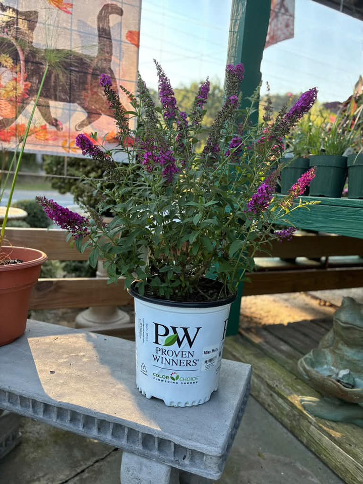 Butterfly Bush - Miss Molly