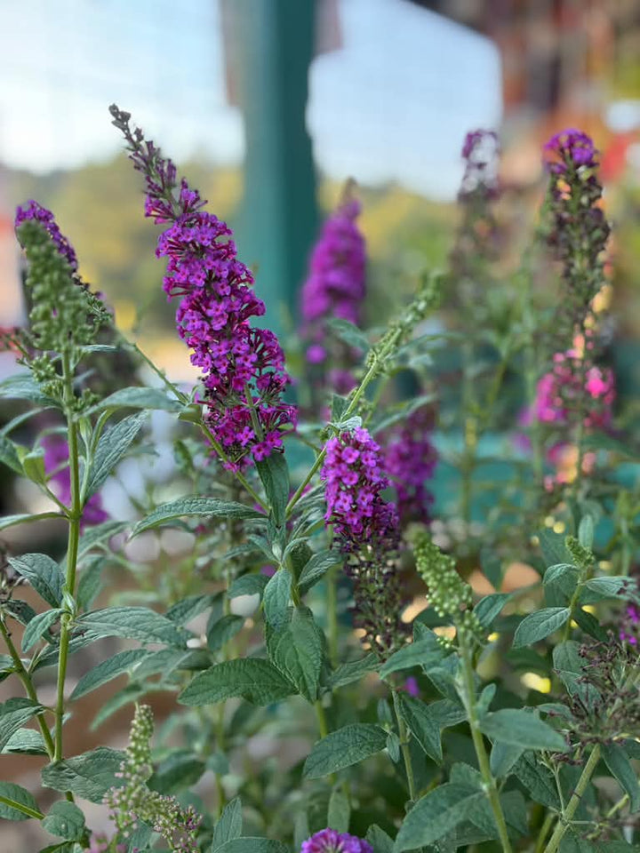 Butterfly Bush - Miss Molly