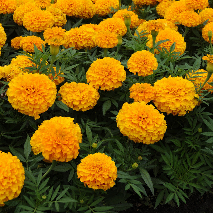 Tagetes erecta 'PAS1060547' ~ Taishan® Gold African Marigold