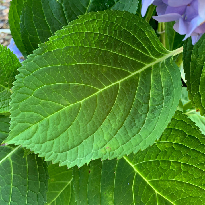 Hydrangea macrophylla 'Bailmer’ ~ Endless Summer® The Original Hydrangea