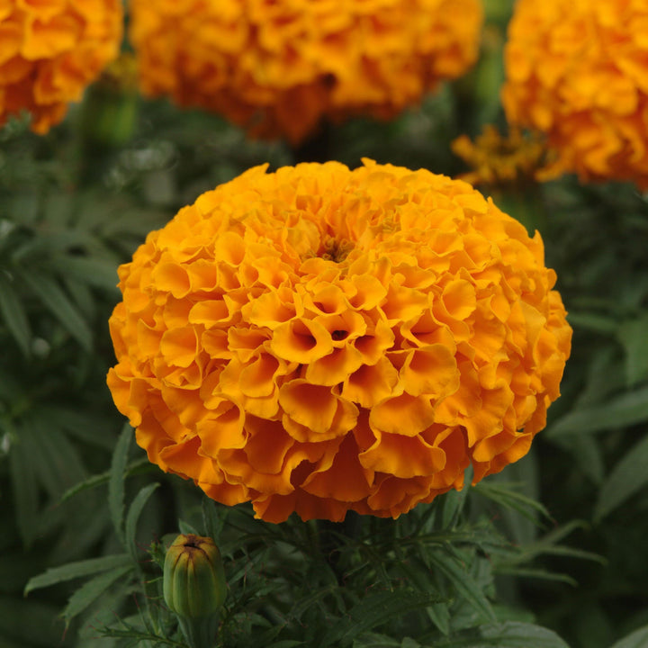 Tagetes erecta 'PAS1060545' ~ Taishan® Orange African Marigold