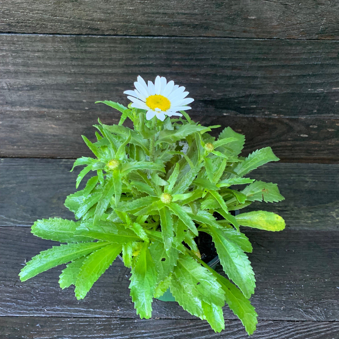 Leucanthemum x superbum 'Snowcap' ~ Snowcap Shasta Daisy