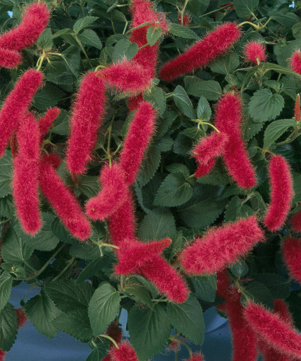 Chenille - Fire Tail - 4 inch