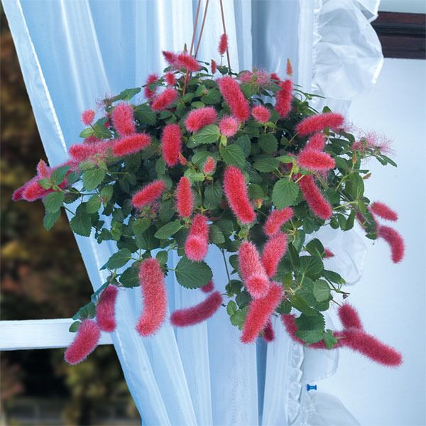 Chenille - Fire Red - Hanging Basket