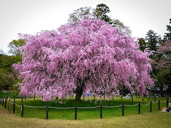 Cherry Tree - Weeping Pink - 7G