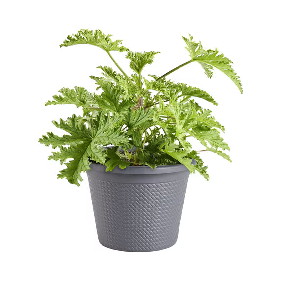 Citronella Plant