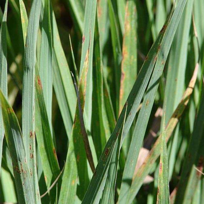 Cymbopogon citratus ~ Lemongrass