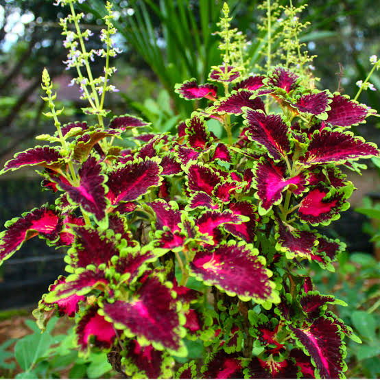 SALE - Coleus