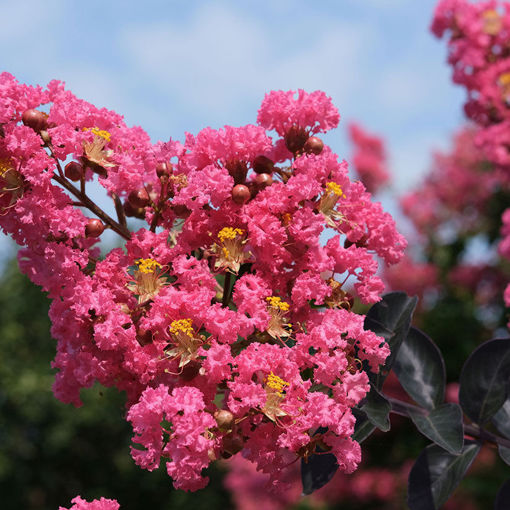 Crape Myrtle - Center Stage