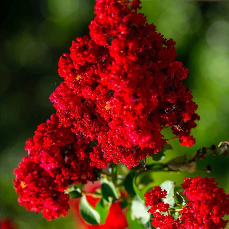 Crape Myrtle - Colorama Scarlet