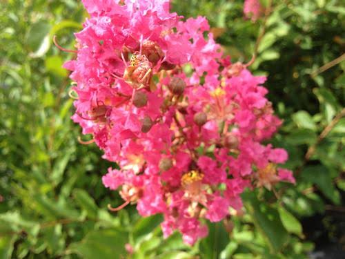Crape Myrtle - Miami