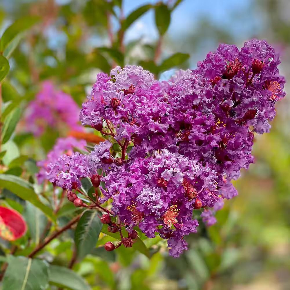Crape Myrtle - Miss Sandra