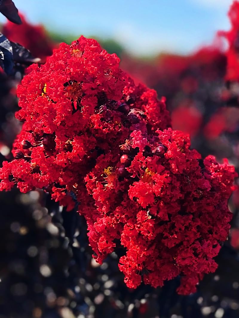 Crape Myrtle - Radiant Red