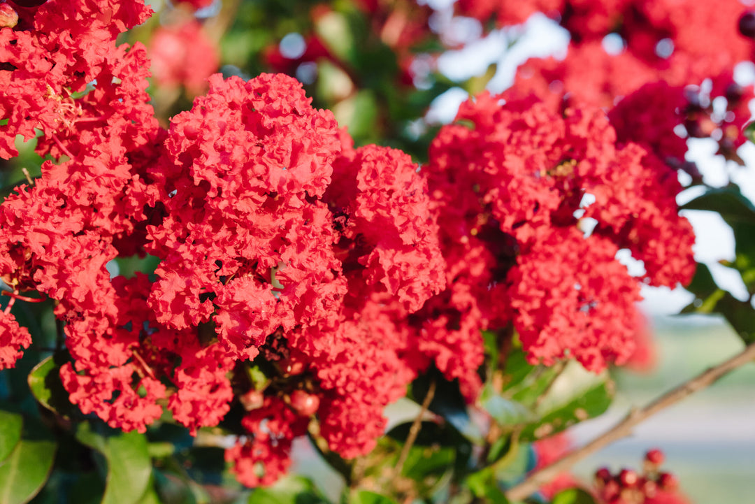 Crape Myrtle - Ruffled Red Magic