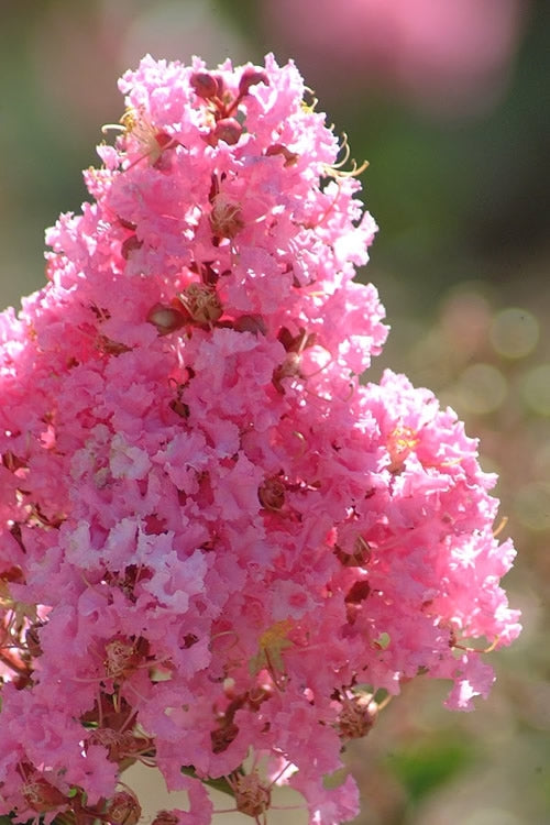 Crape Myrtle - Sioux