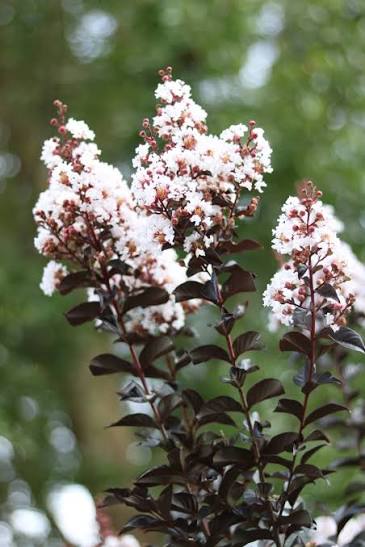 Crape Myrtle - Thunderstruck White Lightening - #5