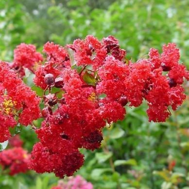 Crape Myrtle - Tonto