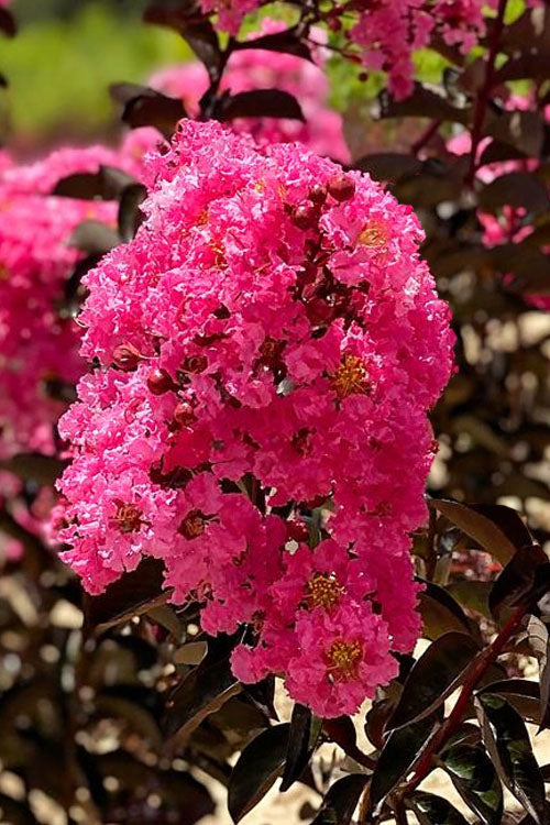 Crape Myrtle - Twilight Magic