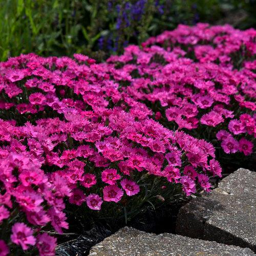 Dianthus 'Paint the Town Fancy' ~ Paint the Town Fancy Dianthus