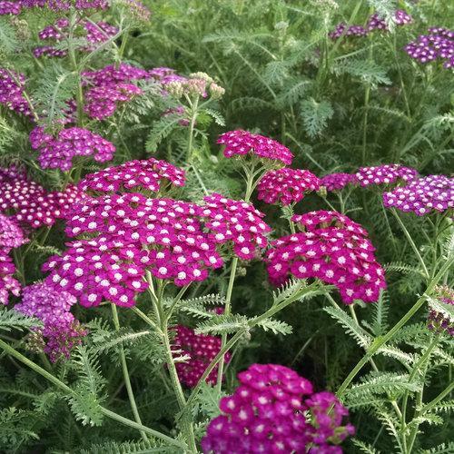 Achillea millefolium 'Balvinviolet' USPP 25,750' ~ New Vintage™ Violet Yarrow