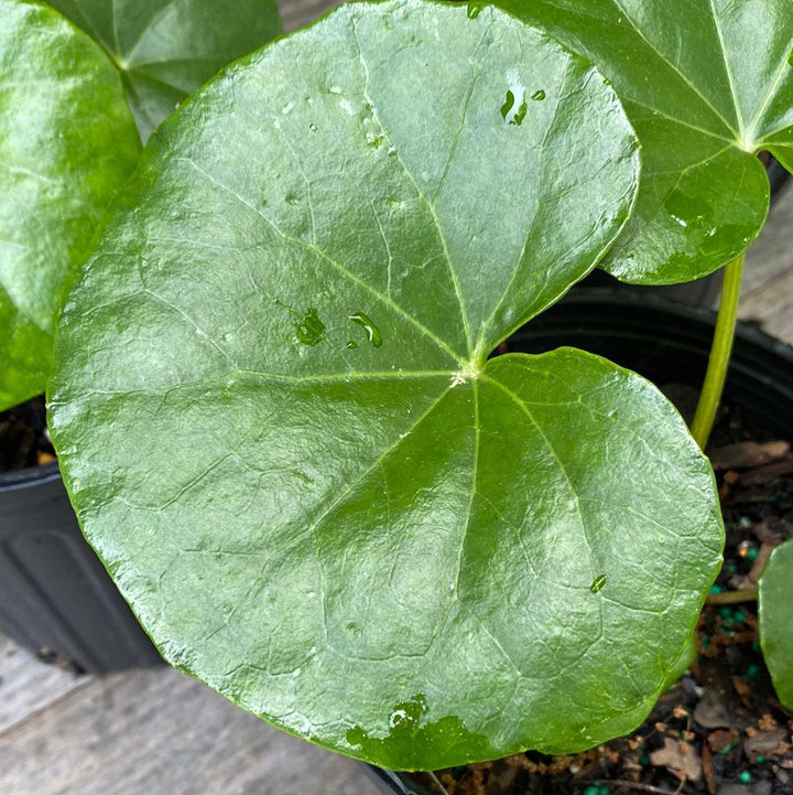 Farfugium Japonicum 'Giganteum' ~ Giant Leopard Plant