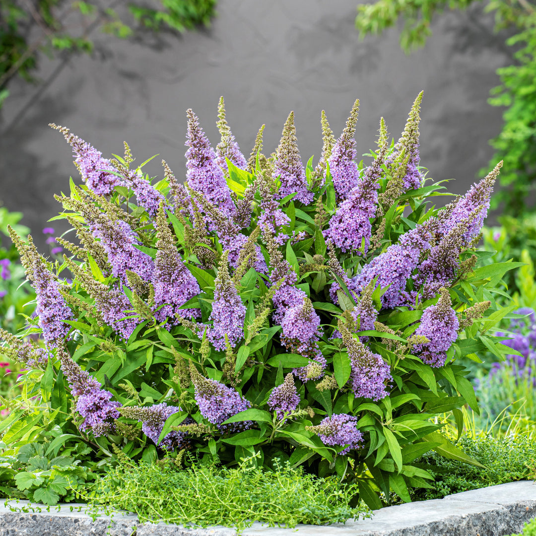 Buddleia davidii ‘BotEx 004’ PP34,378 ~ Butterfly Candy™ Lil' Lavender™ Butterfly Bush