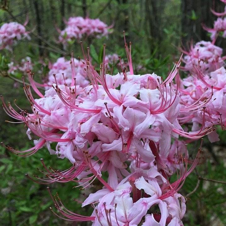 Rhododendron canescens ~ Piedmont Azalea