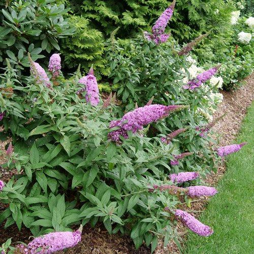 Buddleia davidii SMNBDB' ~ Pugster Pinker® Dwarf Butterfly Bush