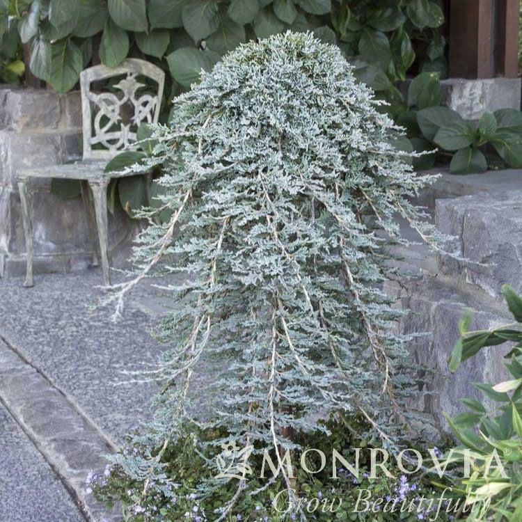 Juniperus horizontalis 'Monber' ~ Monrovia® Icee Blue® Juniper