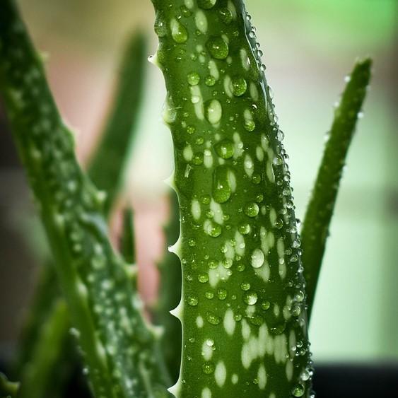 Aloe vera ~ Aloe