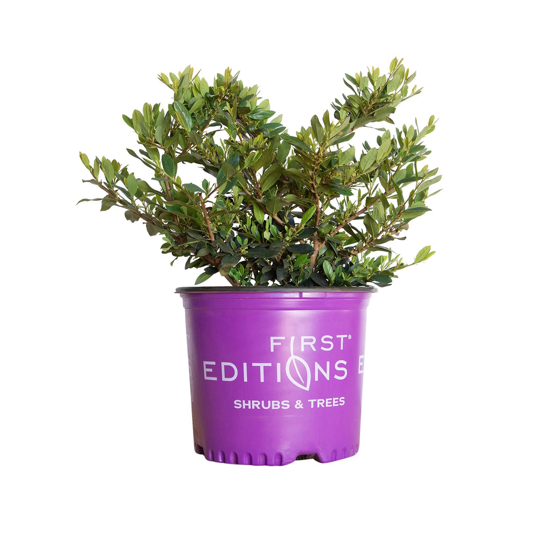 Distylium - Coppertone