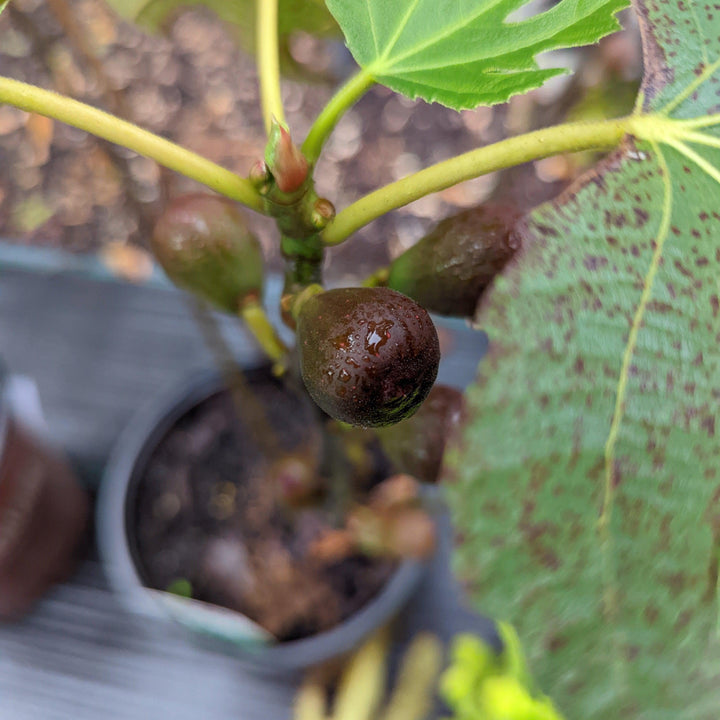 Ficus carica 'Majoam' ~ 'Little Miss Figgy' Fig