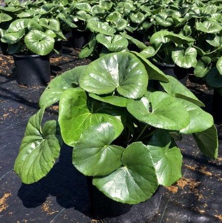 Farfugium Japonicum 'Giganteum' ~ Giant Leopard Plant