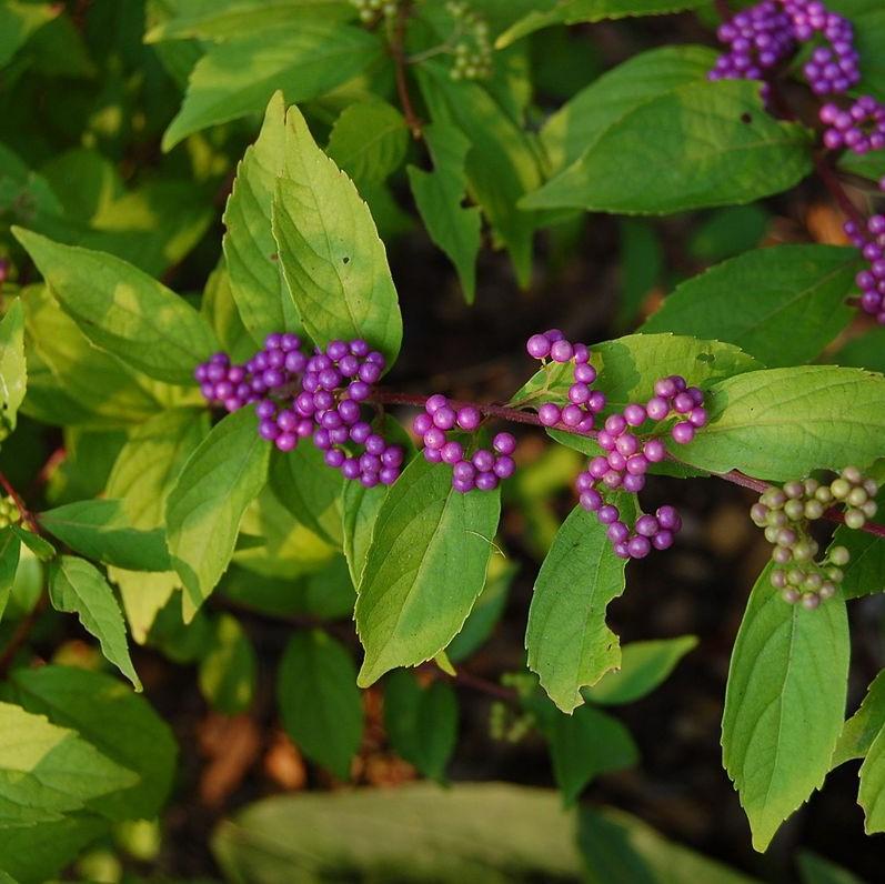 Callicarpa dichotoma 'Early Amethyst' ~ Early Amethyst Beautyberry