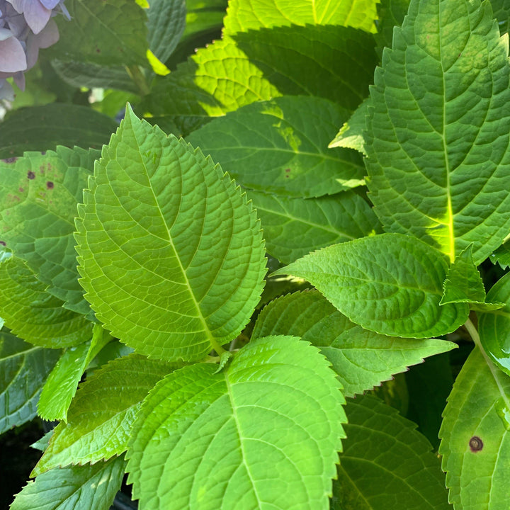 Hydrangea macrophylla 'Bailmer’ ~ Endless Summer® The Original Hydrangea