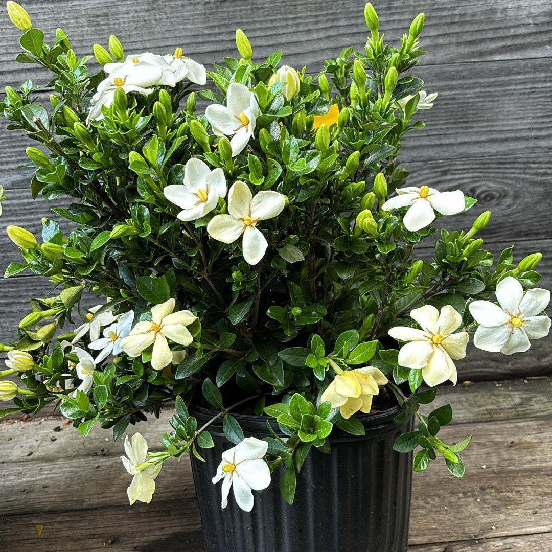 Gardenia jasminoides 'Daisy' ~ Daisy Gardenia