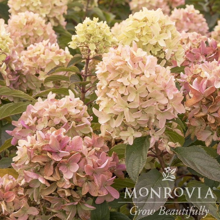 Hydrangea paniculata 'SMHPCW' PP #28,699 ~ Monrovia® Strawberry Shake™ Hydrangea