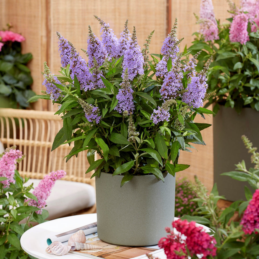 Buddleia davidii ‘BotEx 004’ PP34,378 ~ Butterfly Candy™ Lil' Lavender™ Butterfly Bush