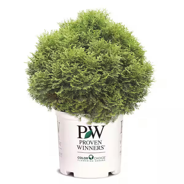 Arborvitae (Evergreen) - Tater Tot