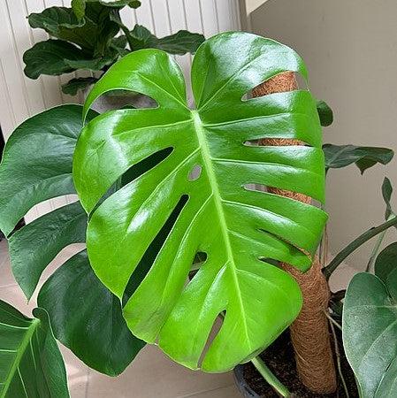 Monstera deliciosa 'Tauerii' ~ Monrovia® Dwarf Swiss-Cheese Plant